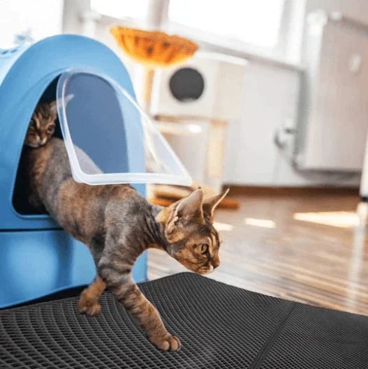 🐾 50 % Rabatt! Zweilagige Katzenstreumatte – weniger Streu auf dem Boden! 🐱 Streu auffangen, einfach ausschütten, rutschfest auslegen 🧹
